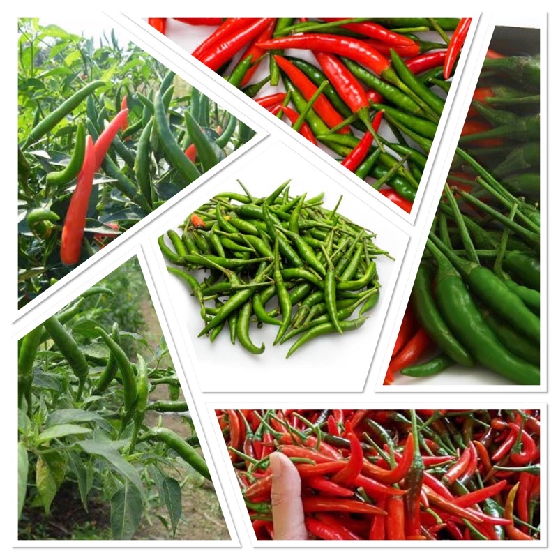 เมล็ดพันธ์ุพริกชี้ฟ้า พริกส้มตำ 40-100 เมล็ด ☀️ ปลูกง่าย ได้ผลผลิตต่อเนื่อง ผลดก ผลยาว สีสวยเงา รสจัดจ้าน[10แถม1คละได้]