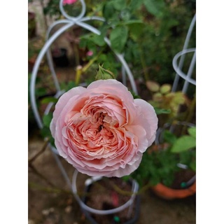 กุหลาบ พิ้งค์ชาร์ม (Pink charm rose)