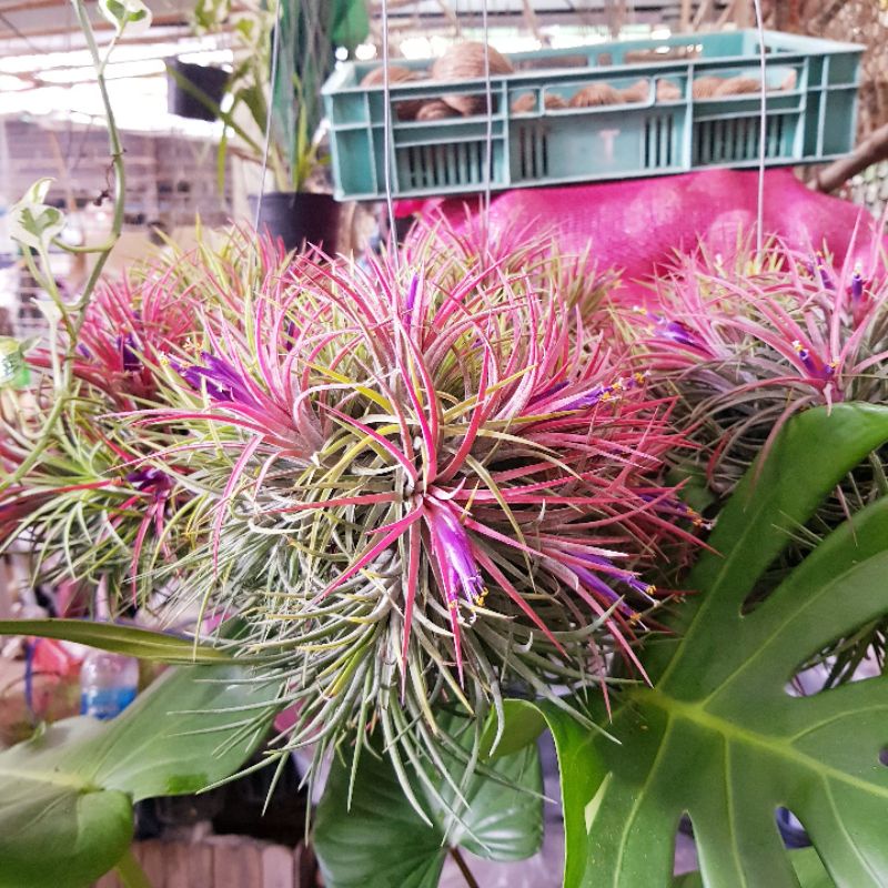 ไม้รากอากาศ ทิลแลนเซีย Tillansia Neo.มีเฉพาะช่วงปลายฝนต้นหนาว 100 ต้นเท่านั้น