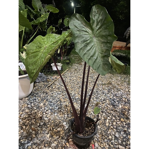 colocasia hilo bay🍀🍀