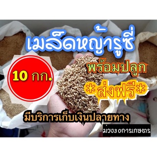 🚚 ส่งฟรี!!! รูซี่ 10 กิโลกรัม #รับประกันการงอก #พร้อมปลูก หญ้าลูซี่ หญ้าเลี้ยงสัตว์ หญ้า พันธ์ุหญ้า  หญ้าเลี้ยงวัว