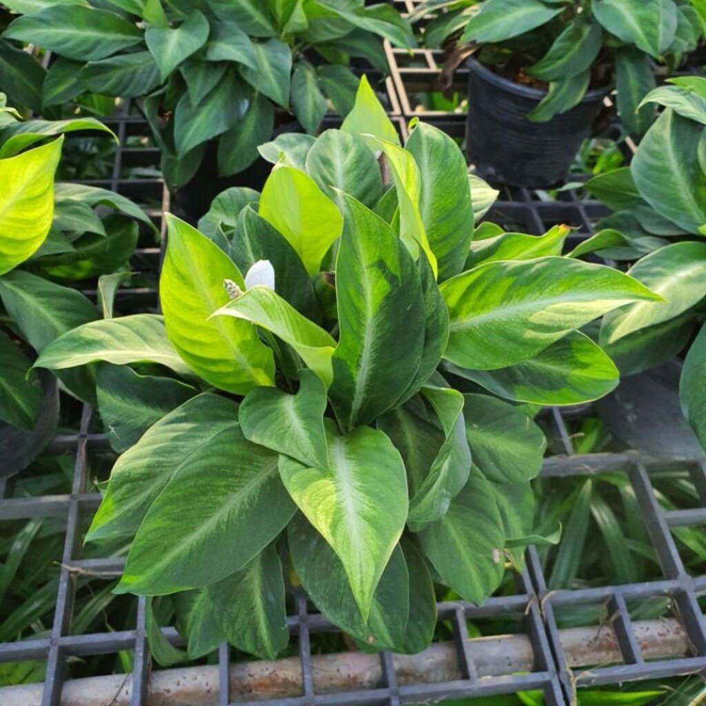 ต้นเดหลีแคระในกระถาง พร้อมตั้ง โตขึ้นมีดอกขาว