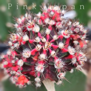แคคตัสPink Japan💥ต้นกราฟ💥คัดต้นหน้าไม้สวย