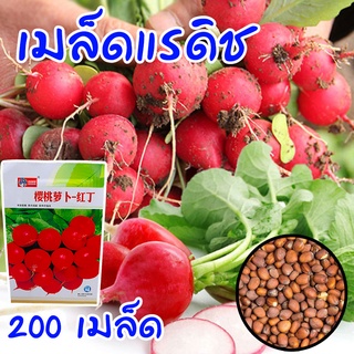 เรดิชสีแดง 🍒 เรดเรดิช แรดิช Radish 200 เมล็ด เมล็ดคุณภาพเกรดเอ อัตราการงอกสูง