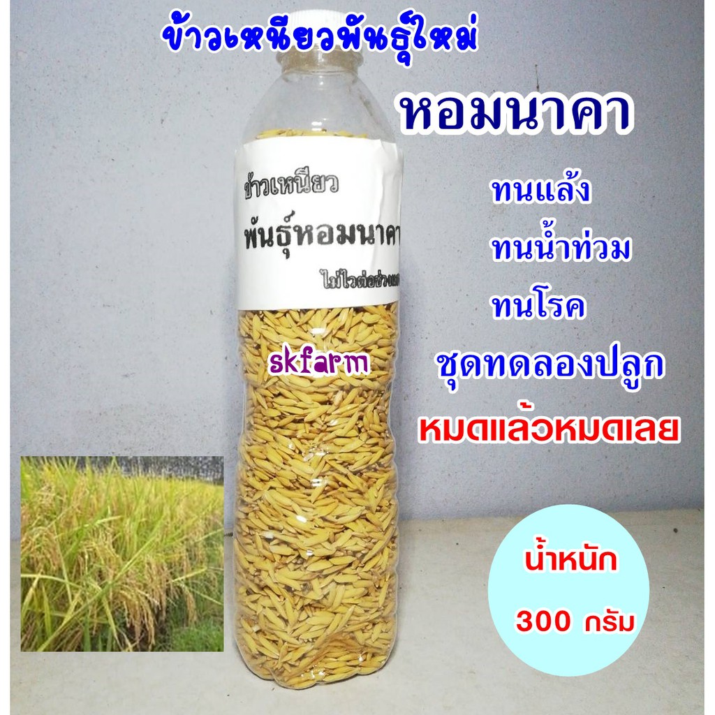 พันธุ์ข้าวหอมนาคา ข้าวเหนียวสายพันธุ์ใหม่ หมดแล้วหมดเลย 300 กรัม