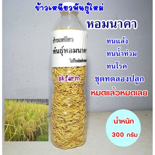 พันธุ์ข้าวหอมนาคา ข้าวเหนียวสายพันธุ์ใหม่ หมดแล้วหมดเลย 300 กรัม