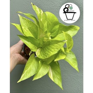 ราชินีสีทอง (Golden pothos)