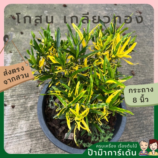 มุมมอง 3