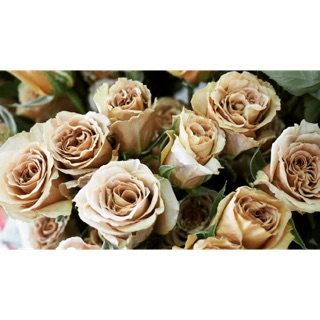 🌹กุหลาบสีน้ำตาลสวยดอกทนมากๆ(Toffee Rose)