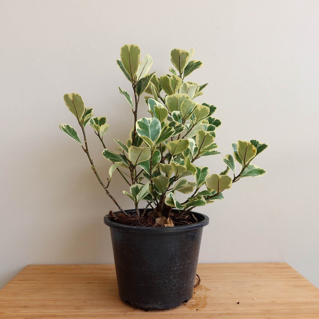 มุมมอง 2