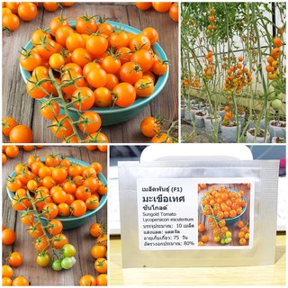 เมล็ดพันธุ์ มะเขือเทศเชอรี่ ซันโกลด์ (Sungold Tomato Seed) บรรจุ 10 เมล็ด คุณภาพดี ราคาถูก ของแท้ 100%