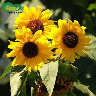 เมล็ดพันธุ์ ทานตะวันแคระ 10 เมล็ด Big Smile Sunflower Seed เมล็ดพันธุ์แท้100%