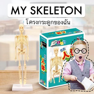 ของเล่นวิทยาศาสตร์ โมเดลโครงกระดูกของมนุษย์ ศึกษา My Skeleton