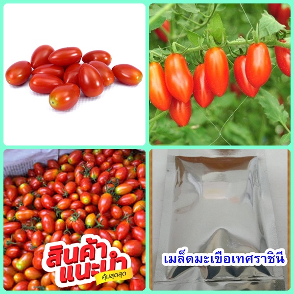 เมล็ด​พันธุ์​มะเขือเทศเชอรี่ แดง (มะเขือเทศราชินี  200  เมล็ด)​ /ซอง หวาน กรอบ อร่อย