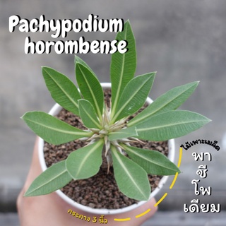 Pachypodium homrombense พาชีโพเดียมไม้เพาะเมล็ด #Pachypodium #พาชีโพเดียม