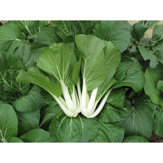 WHITE STEM PECHAY SEEDS (1,644 seeds) Black Behi玫瑰/内裤/手链/文胸/上衣/seeds/儿童/生菜/苹果/香菜/ XWWO