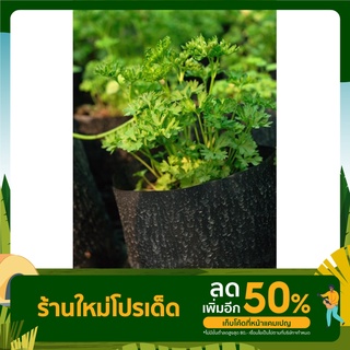 ต้นพาร์สลี่ย์ Parsley (Triple Moss) อิตาเลี่ยนพาร์สลี่(ใบหยิก) /ถุงดำ4*8 นิ้ว  สมุนไพรฝรั่ง