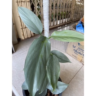 ฟิโลดาบเงิน philidendron silver sword ไม้ประดับ พร้อมกระถาง 7 นิ้ว (1ต้น/แพค)