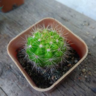 Echinopsis calochlora ดาวล้อมเดือน