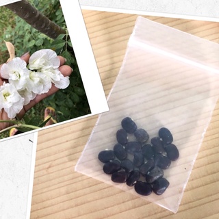 อัญชันซ้อนสีขาว จำนวน 20 เมล็ด 15 บาท