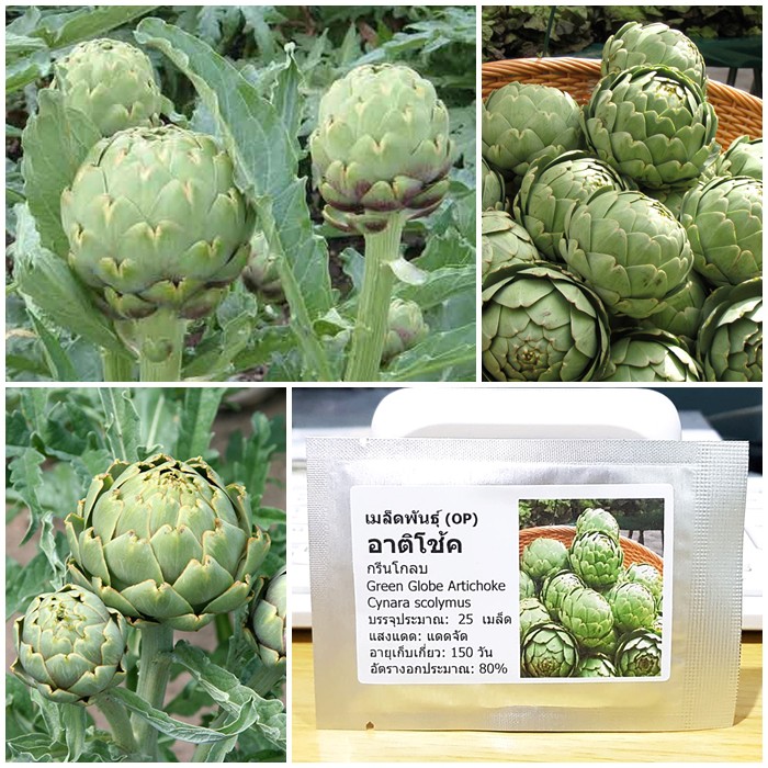 เมล็ดพันธุ์ อาติโช้ค สีเขียว (Green Globe Artichoke Seed) บรรจุ 25 เมล็ด คุณภาพดี ราคาถูก ของแท้ 100