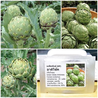 เมล็ดพันธุ์ อาติโช้ค สีเขียว (Green Globe Artichoke Seed) บรรจุ 25 เมล็ด คุณภาพดี ราคาถูก ของแท้ 100%