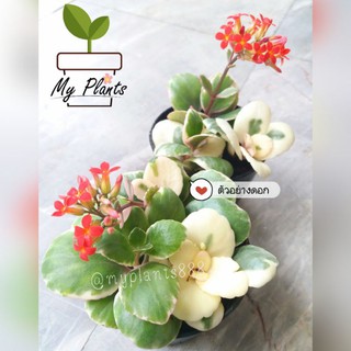 🌷 กุหลาบหินด่าง สวยๆอวบๆ น่ารักมากจ้า 💚