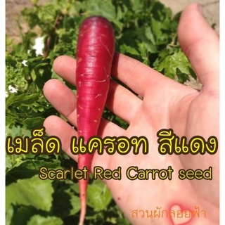 เมล็ดพันธุ์ แครอท สีแดง 50 เมล็ด Scarlet Red Carrot seed เมล็ดพันธุ์แท้นำเข้า