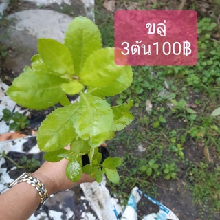 ต้นขลู่ สมุนไพรลดน้ำตาล 3ต้น100฿