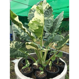 🌱 ต้นบอนกระดาดด่างขาวสวยๆ🌱 Alocasia macrorrhizosไม้แยกหน่อ