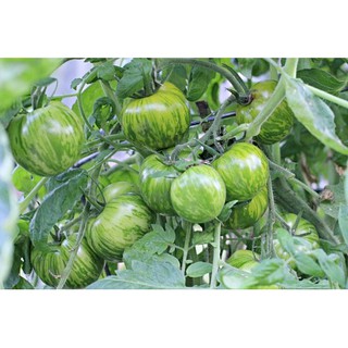 เมล็ด มะเขือเทศม้าลายสีเขียว - Green Zebra Tomato