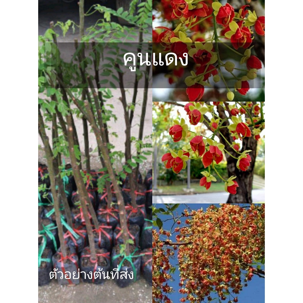 ขายต้นคูน #คูนแดง ดอกคูณสีแดงพันธุ์แท้ นานาพรรณ
