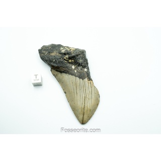 [อายุกว่า 20 ล้านปี!] #M11 ฟอสซิล ฟันฉลามยักษ์ Megalodon Fossil Tooth ขนาด 3.87" หนัก 90.5g จาก USA