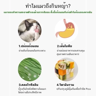 หญ้าแมวแบบกล่อง ครบชุดพร้อมปลูก ต้นอ่อนข้าวสาลี หญ้าเเมว สำหรับสัตว์เลี้ยง หญ้าแมว[มือใหม่ก็ปลูกได้ เมล็ดพันธุ์คุณภาพ]