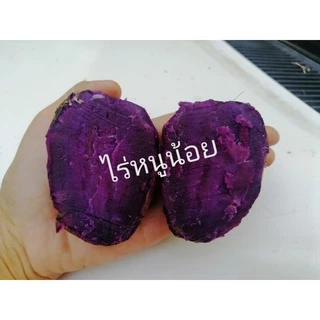 ยอดพันธุ์​มัน​ม่วงโอกินาว่าชุดละ100ยอดมันหวาน​ญี่ปุ่นเนื้อสีม่วง