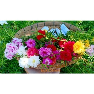 แพรเซี่ยงไฮ้ ขายเป็นกิ่ง กิ่งละ 1 บาท มีหลากหลายสีให้เลือก (ซื้อขั้นต่ำ 20 กิ่ง)
