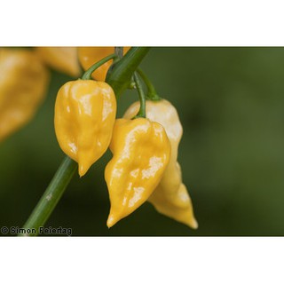 เมล็ด พริกฮาบาเนโร่ สีเหลือง - Lemon Habanero Pepper