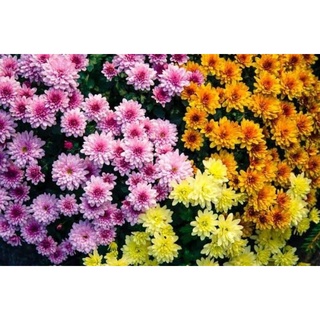 เมล็ดพันธุ์ เบญจมาศ คละสี 5 เมล็ด