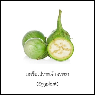 เมล็ดมะเขือเปราะเจ้าพระยา [Eggplant] 50 เมล็ด [10 แถม 1 คละได้]