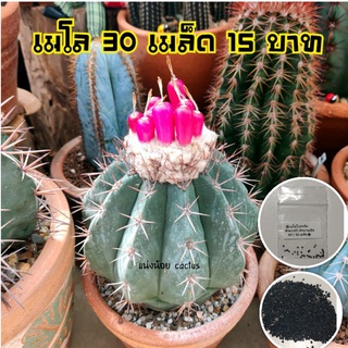 💥30 เมล็ด 15 บาท💥เมล็ดเมโลไอศครีม รหัส M7 Melocactus curvispinus ssp. caesius   เมล็ดกระบองเพรช เมล็ดแคคตัส