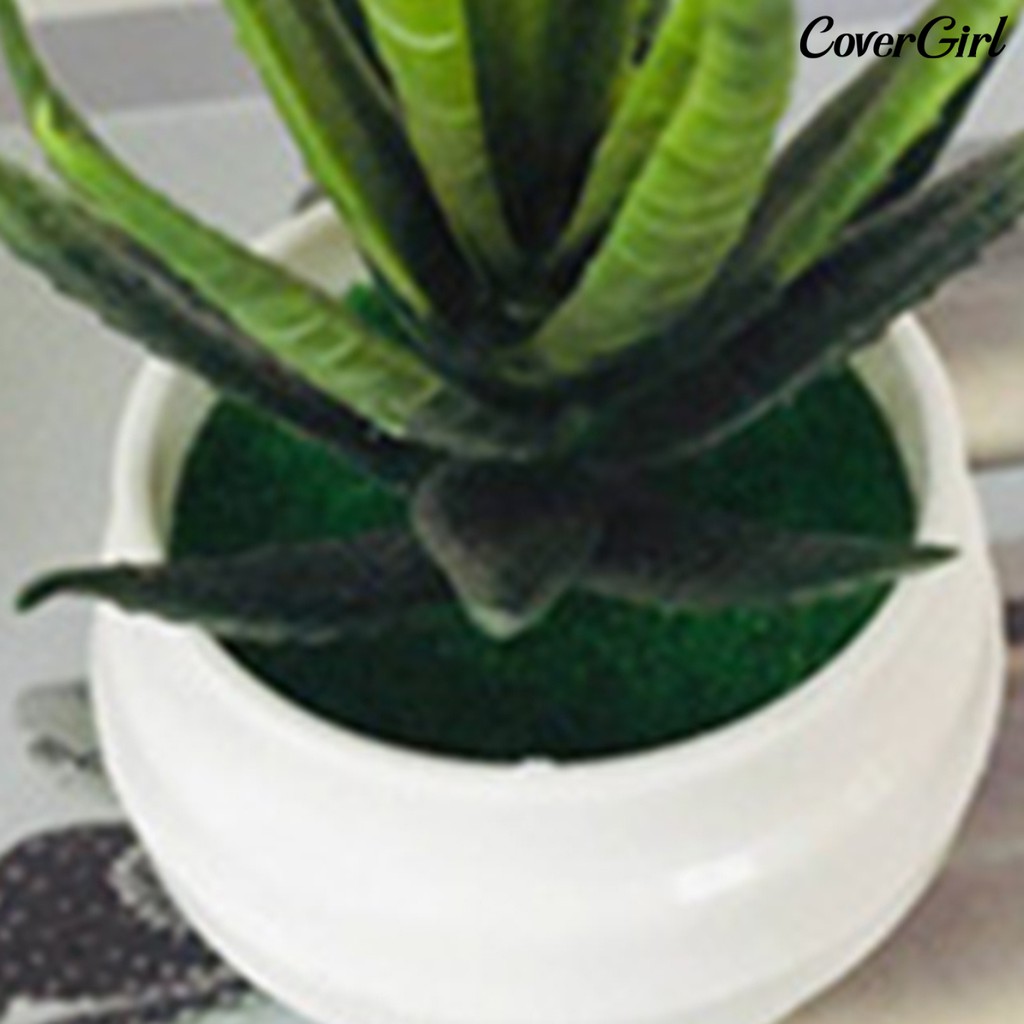 ( Beauty ) กระถางต้น