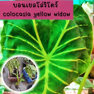 1 ต้น colocasia yellow widow หรือราชินีฟาโรห์เหลือง กระดูกใบเหลืองสวย เด่น ส่งแบบตัดใบออก สินค้าพร้อมจัดส่ง