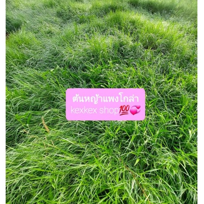ท่อนพันธุ์หญ้าแพงโกล่า สำหรับนำไปปลูก จำนวน 4 กิโลกรัม