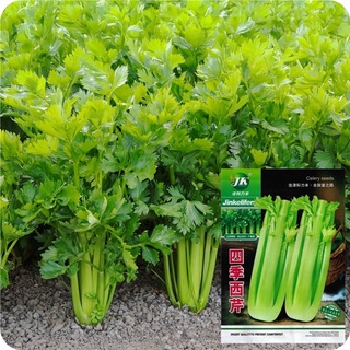 เมล็ดขึ้นฉ่ายฝรั่ง เซเลอรี่  ต้นใหญ่เมล็ด  Celery Seeds Original  Packaging   เมล็ดนำเข้า พันธุ์แท้ 100%  สายพันธุ์ OP