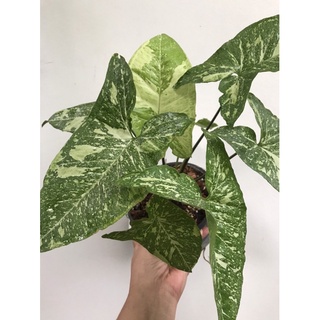 Syngonium PANDA Variegated 🌿 เงินไหลมาแพนด้า **กิ่งตัดสด พร้อมชำลงกระถางพลาสติกให้ สวยๆ [สามารถเลือก ลายได้]