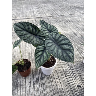 Alocasia dragon scale ตรงปก 4*7” บวกลบไม่เกิน1นิ้ว #อโลคาเซีย ดาร์ก้อน สเกล #alocasia silver dragon