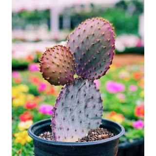 🍀 Opuntia Violacea V. Santa Rita (Prickly Pear) หรือ โอพันเทีย ซานต้า ริต้า🍀