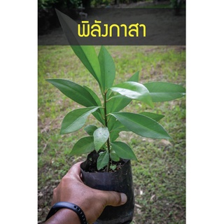 ต้นพิลังกาสา รากเดินพร้อมปลูก สรรพคุณ แก้ตับพิการ แก้ปอดพิการ แก้ธาตุพิการ แก้กามโรค แก้โรคหนองใน