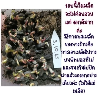 100 เมล็ด ทานตะวันปลูกดูดอกทั่วไป