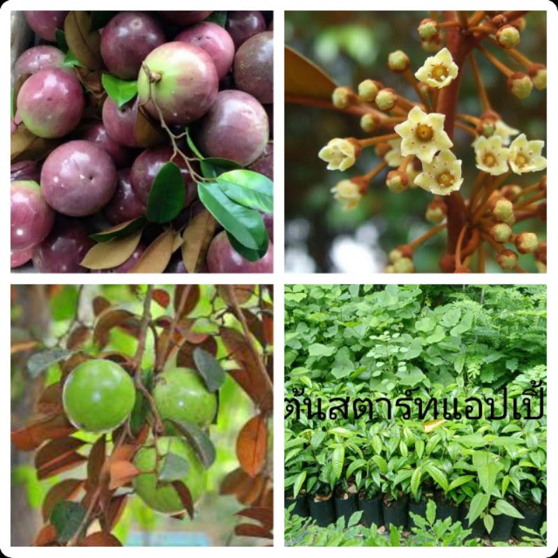 ต้นสตาร์แอปเปิ้ล สูง50-70ซม. ในถุงขนาด3.5×9นิ้ว ส่งฟรี